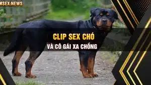 Clip sex chó và cô gái xa chồng